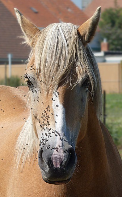 Flies are a major menace to horses and a difficult problem for owners to control. (Erika T. Machtinger photo)